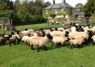 Farm Sheep with Lambs